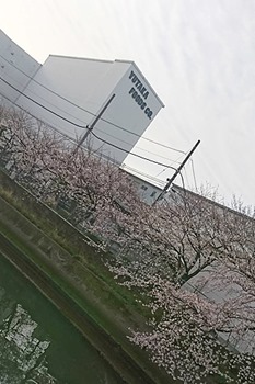 社屋と桜